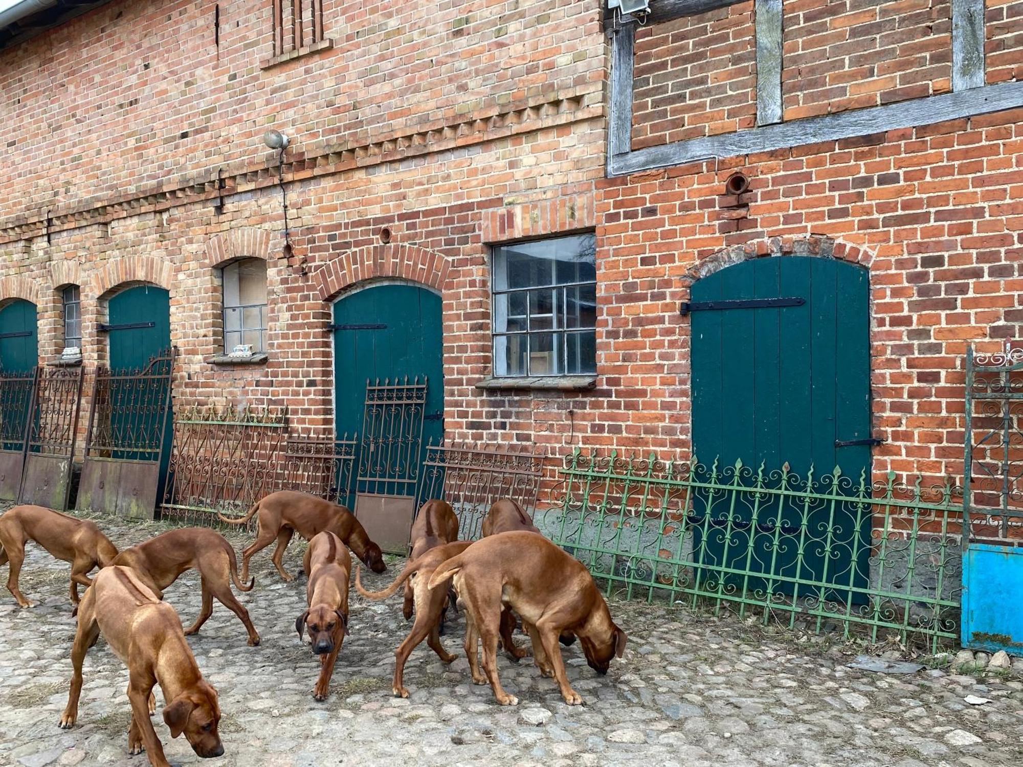 Bauernhof-Streichel-Zoo-Kombi-Familien-Suite-Im-Wald-Am-See Gulow 외부 사진